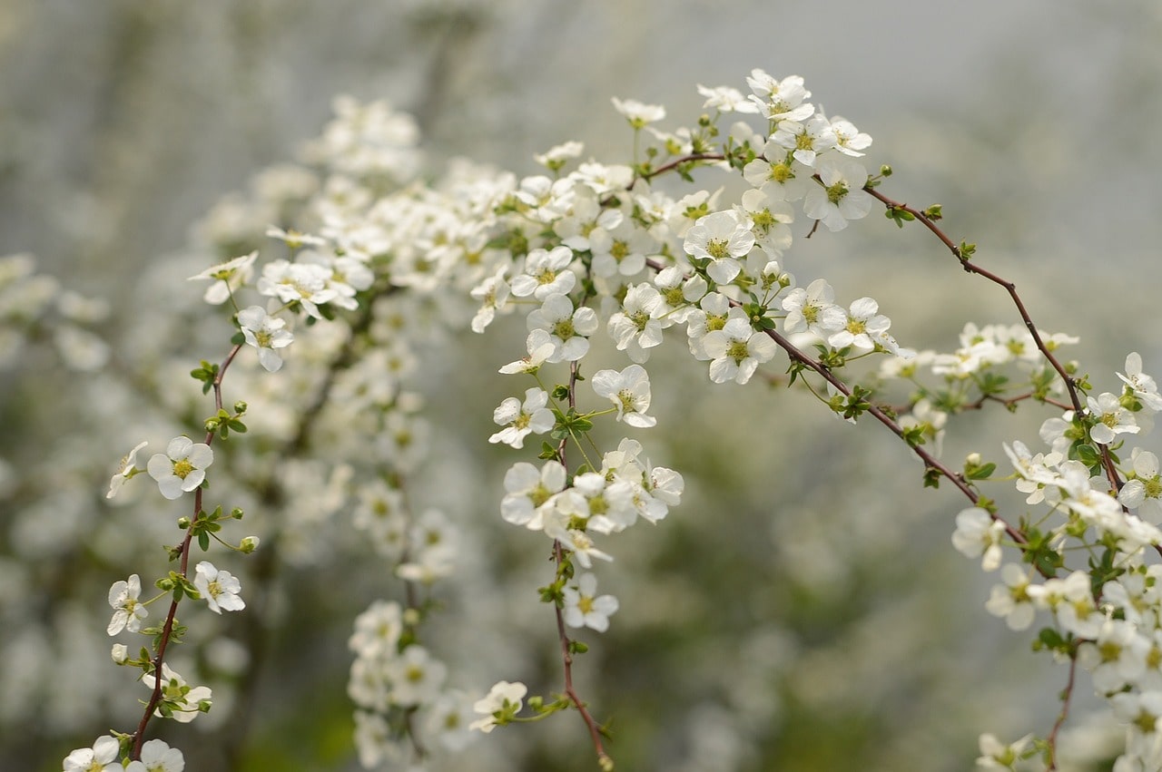 Fresh white flower, vibrant blossoms, and natural surroundings.