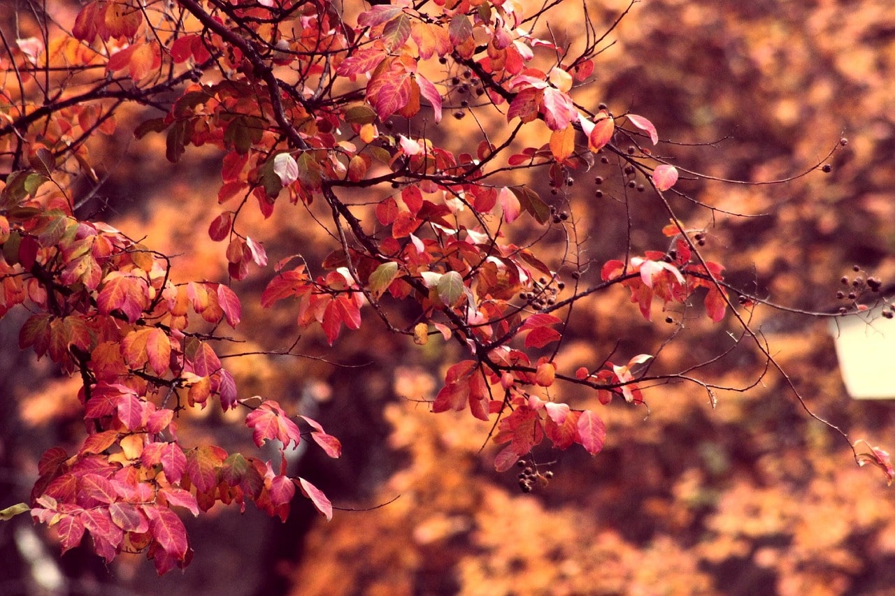 Orange leaves adorn the trees in the autumn season.