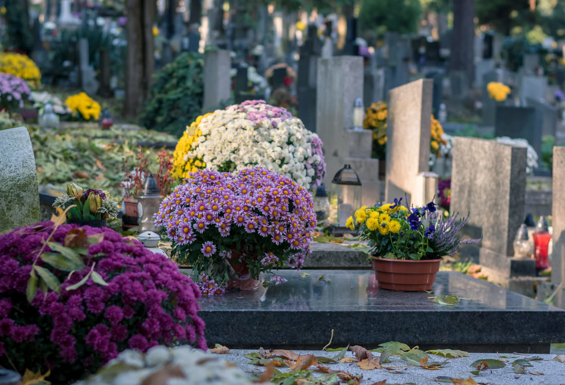 Chrysanthemums placed on graves in a cemetery for All Saints' Day, honoring loved ones with a tradition of remembrance.