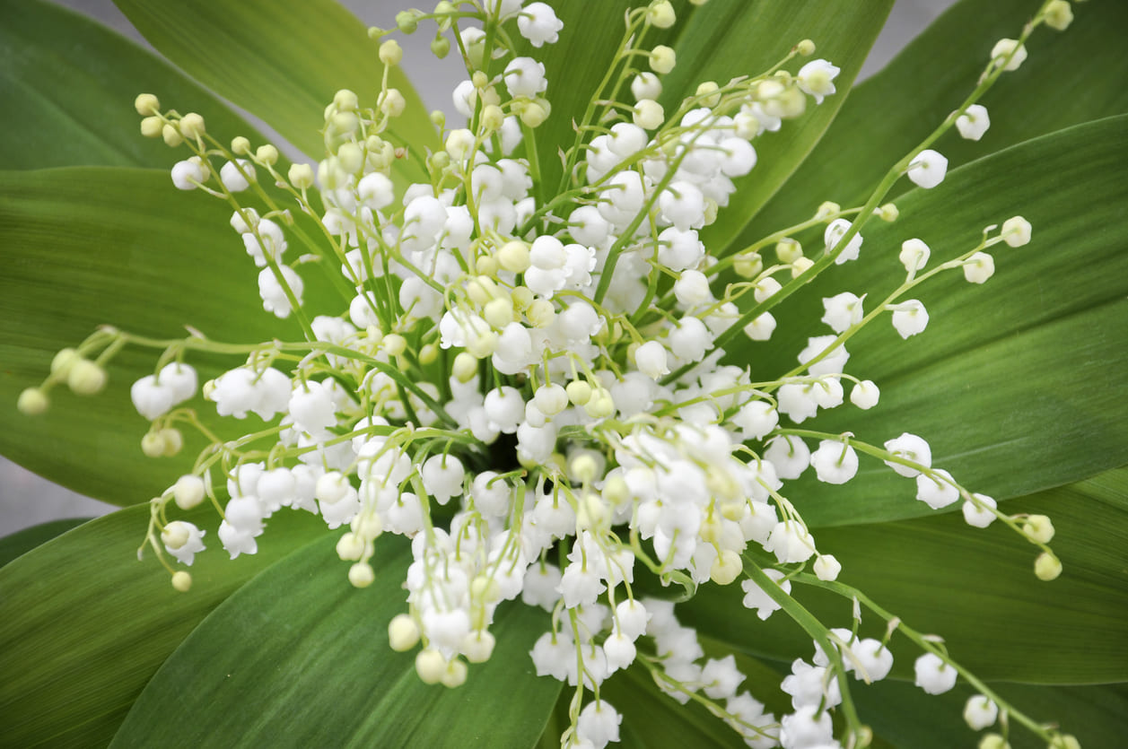 A bouquet of lily-of-the-valley flowers, symbolizing good luck and commonly gifted on May Day in France.