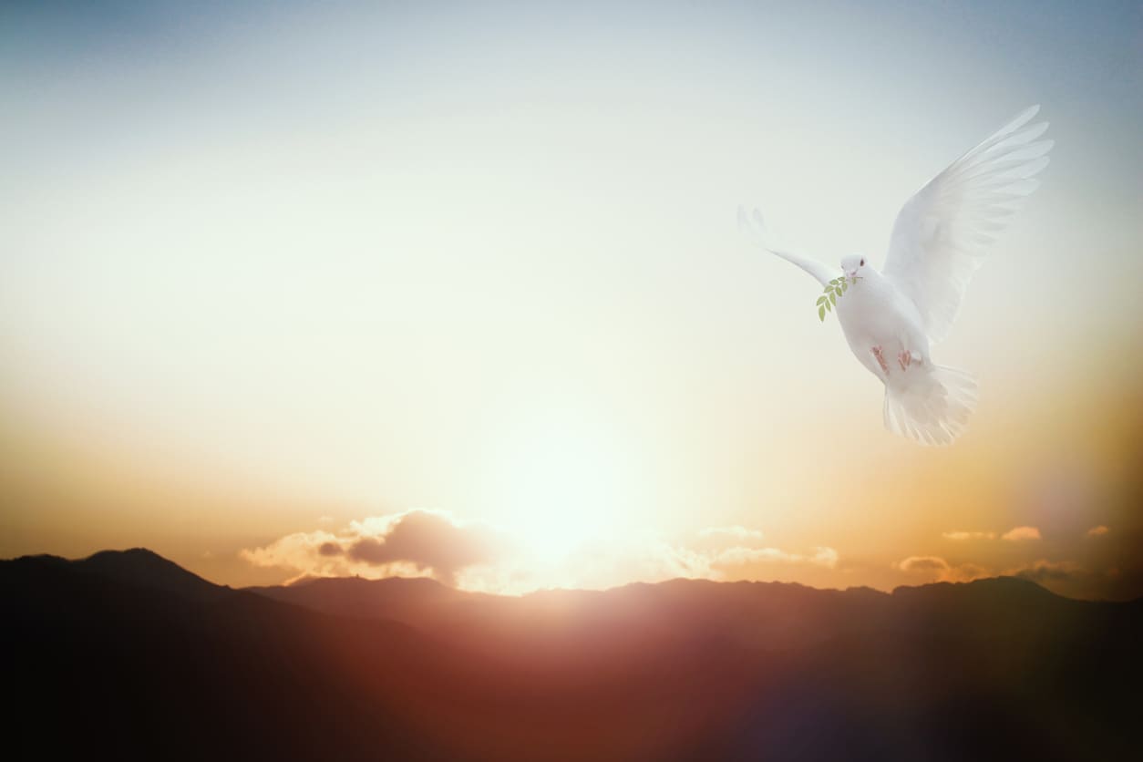 A white dove with an olive branch gracefully flies against a glowing sunrise, symbolizing peace and spiritual renewal.