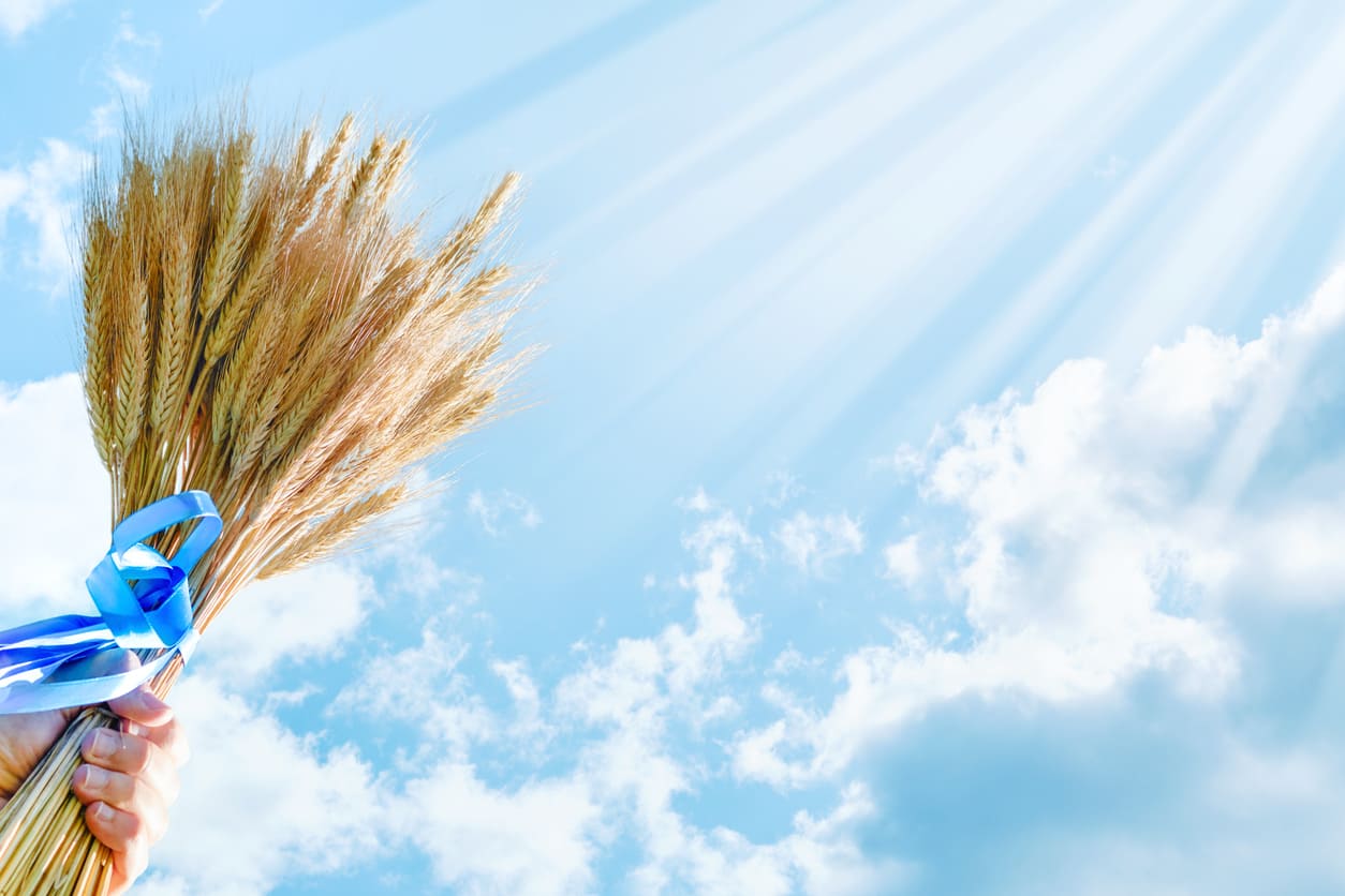 A hand holding a bundle of wheat tied with a blue ribbon against a bright sky, symbolizing Shavuot's agricultural and spiritual significance.