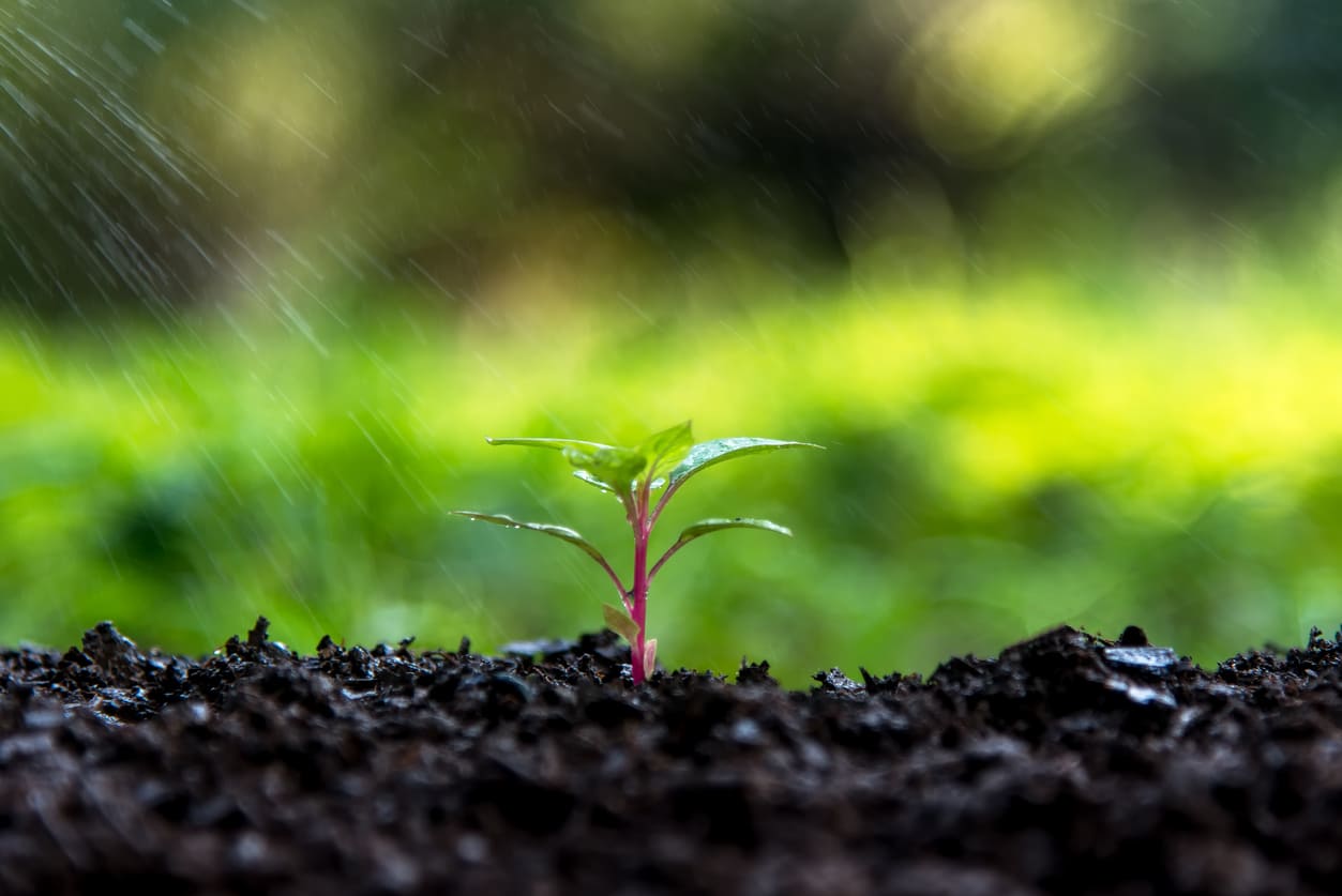 A young plant sprouting in fresh soil under gentle rainfall, symbolizing growth, renewal, and sustenance.