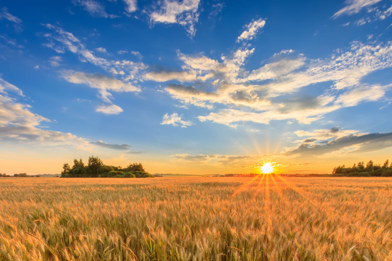 A vibrant sunrise over golden wheat fields, symbolizing the renewal and prosperity celebrated during Vaisakhadi (Mesadi).