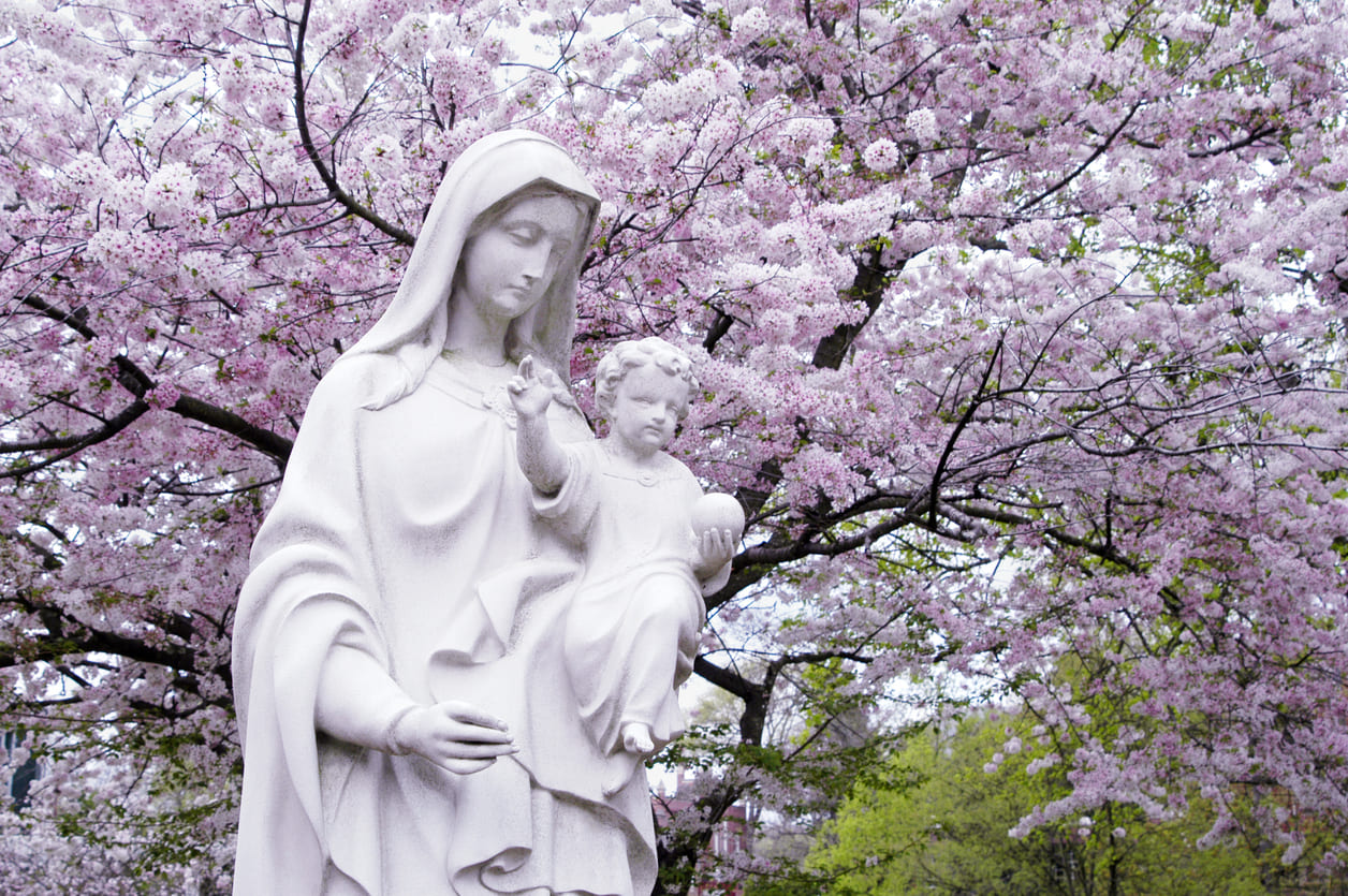 A peaceful statue of the Virgin Mary holding baby Jesus, surrounded by blooming cherry blossoms.