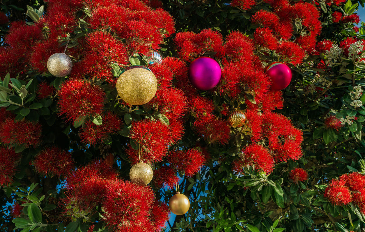 A beautifully decorated Pōhutukawa tree in full bloom, symbolizing the festive charm of Christmas Eve in New Zealand.