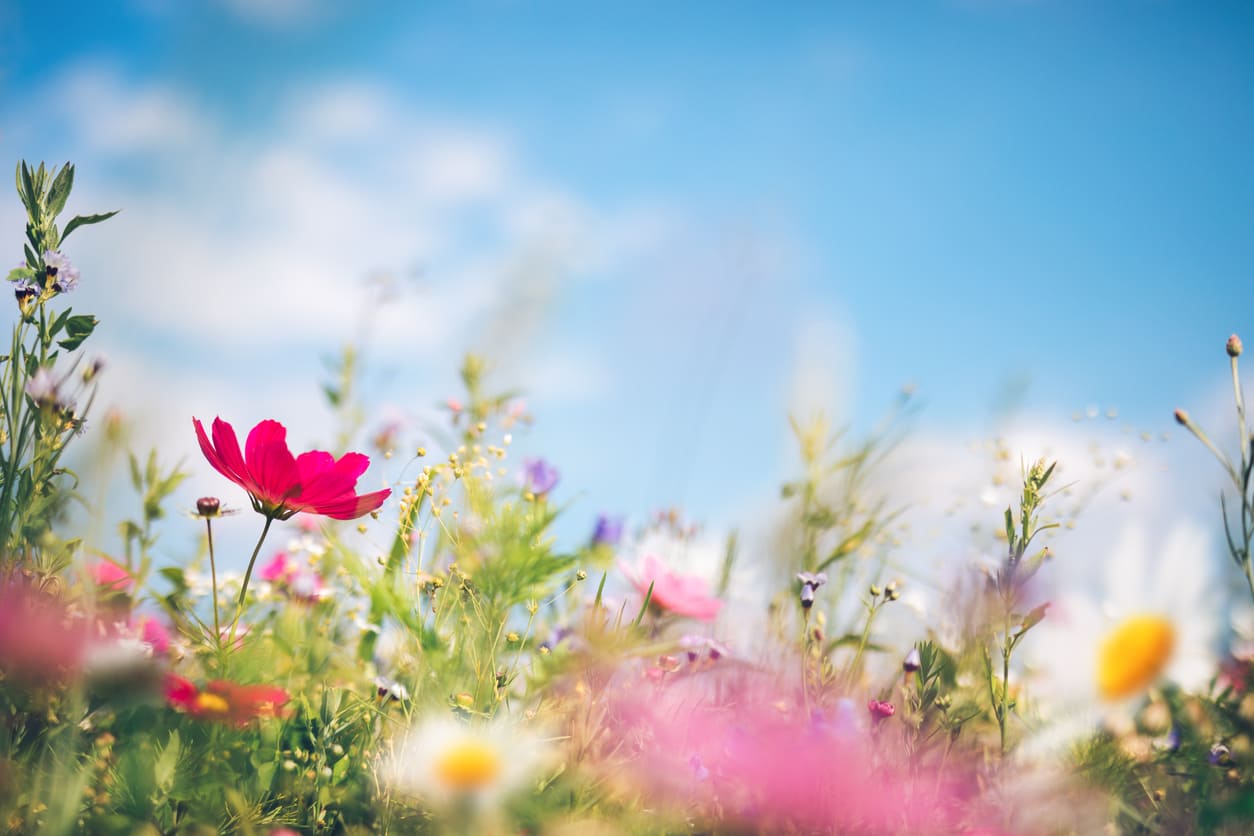 A vibrant garden with blooming flowers under a bright blue sky, evoking peace, beauty, and renewal.