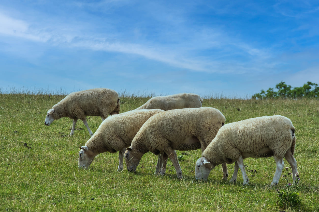 Sheep grazing in a field, representing one of the animals traditionally sacrificed during Eid al-Adha as part of the Qurbani ritual.