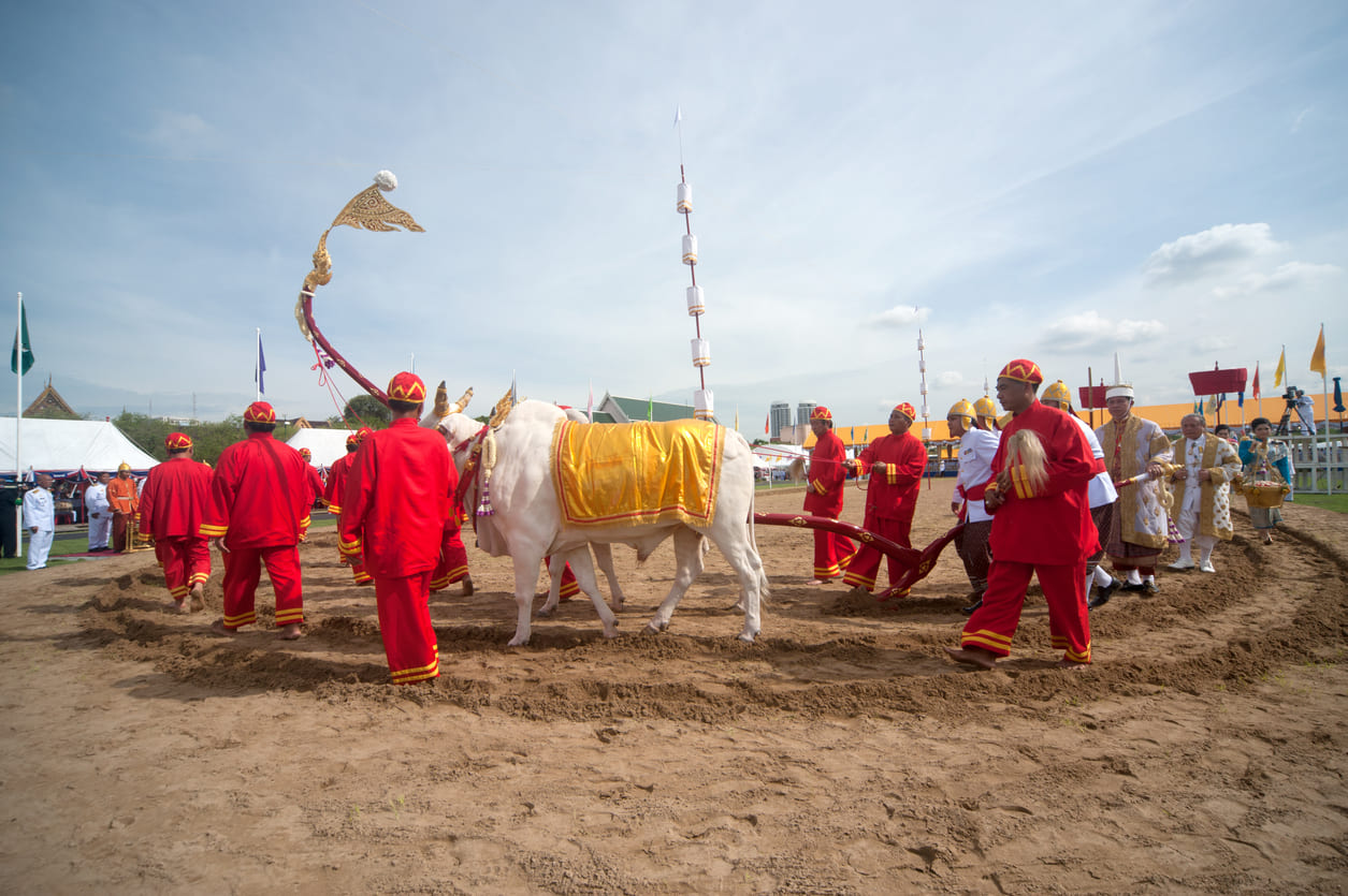 Officials in traditional attire lead ceremonial oxen during the Royal Ploughing Ceremony at Sanam Luang, blessing the new agricultural season.