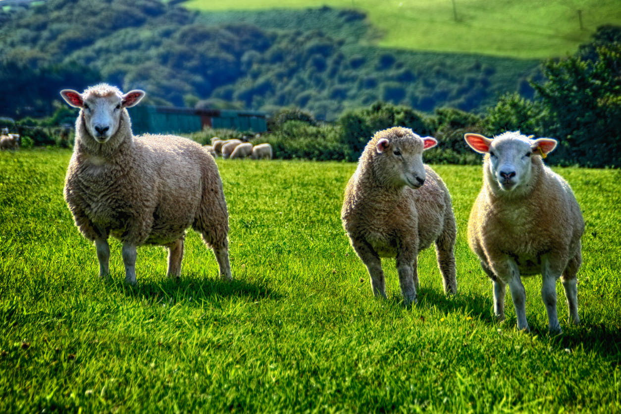 Three sheep stand in a lush green field, symbolizing the traditional sacrifice associated with Eid al-Adha.