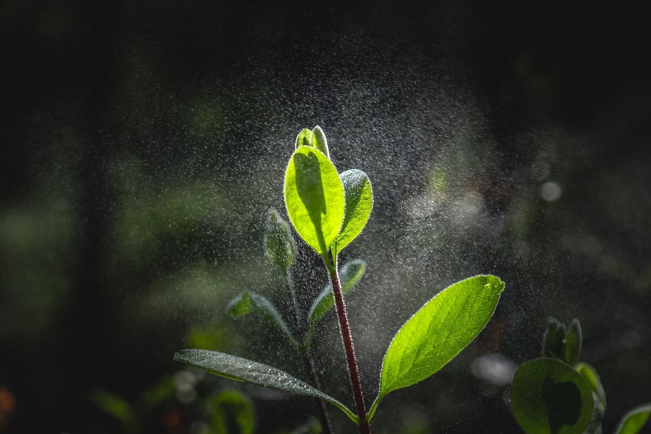 Plant glistening with mist evokes the essence of Shemini Atzeret, symbolizing prayers for rain and renewal.