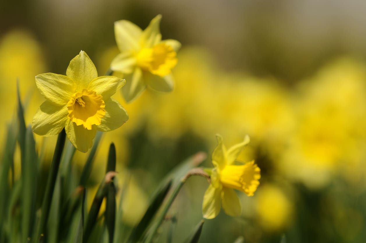 Vibrant daffodils bloom in the sunlight, symbolizing Welsh pride and tradition on St. David's Day.