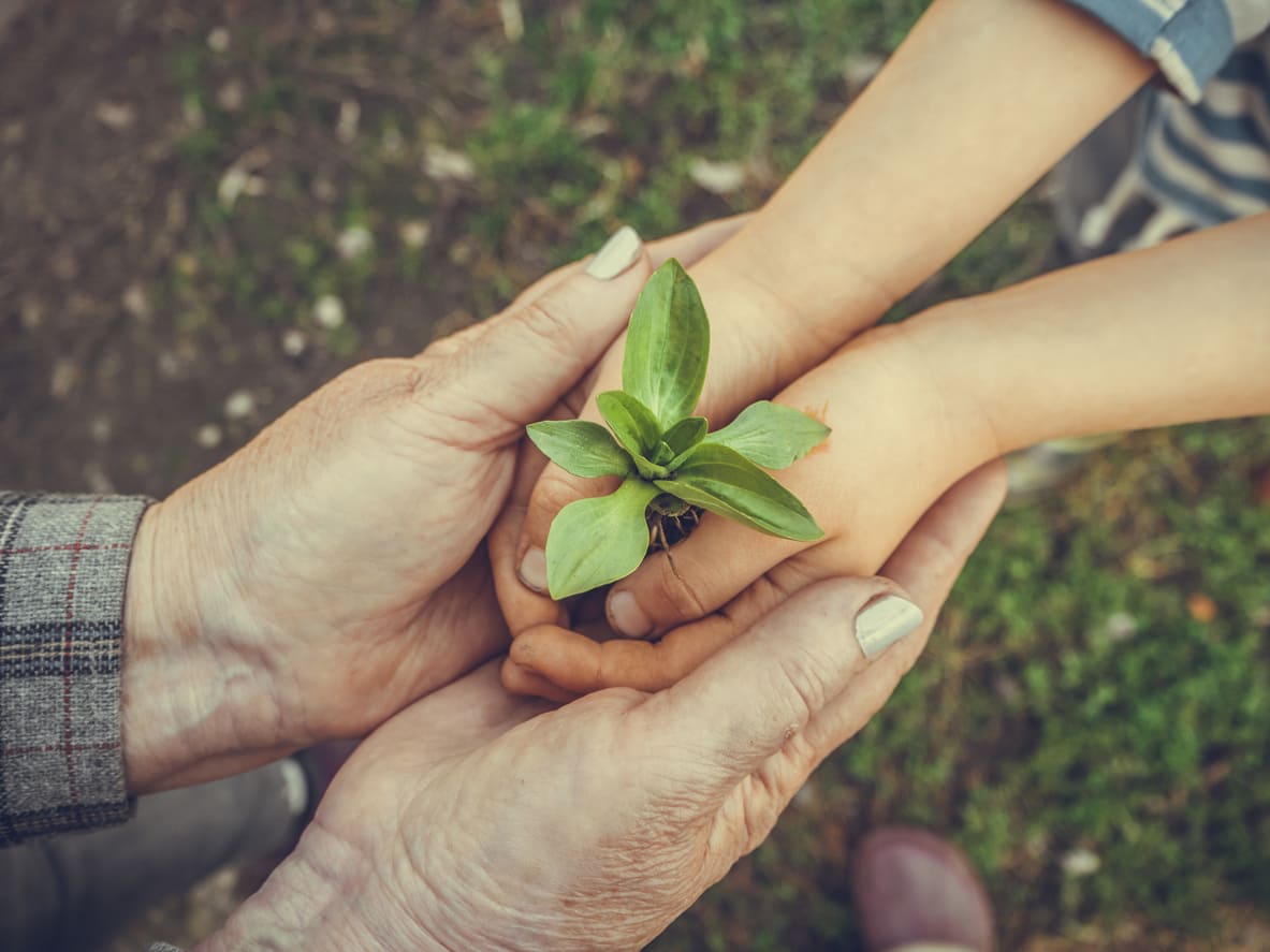 An older and younger pair of hands cradle a small plant, symbolizing the shared responsibility of nurturing nature.