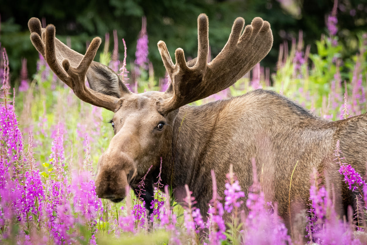 A moose stands amidst a field of vibrant purple wildflowers, capturing the essence of Alaska's summer beauty.