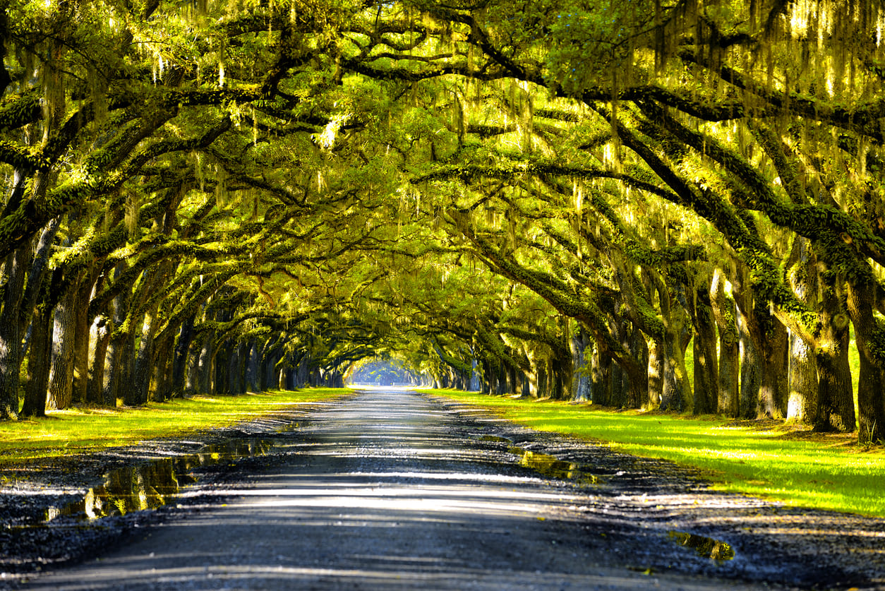 A picturesque oak-lined avenue with Spanish moss, radiating tranquility and Southern charm.