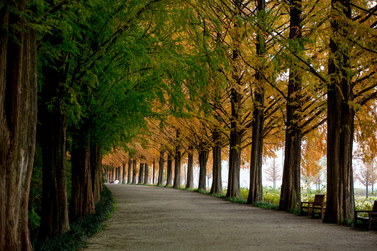 A tranquil tree-lined pathway with autumnal hues transitioning to green, evoking peace and reflection.